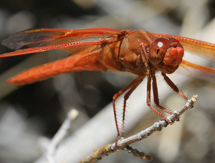 Flame Skimmer